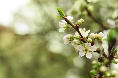 Blossoming cherry tree outdoors on spring day, closeup. Space for text