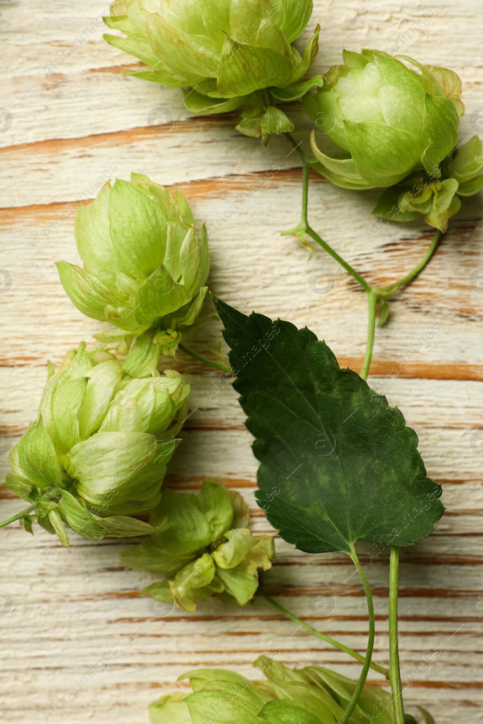 Photo of Fresh green hops on white wooden table, flat lay