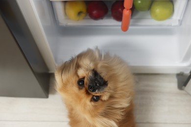 Photo of Cute Pekingese dog stealing sausages from refrigerator in kitchen, above view
