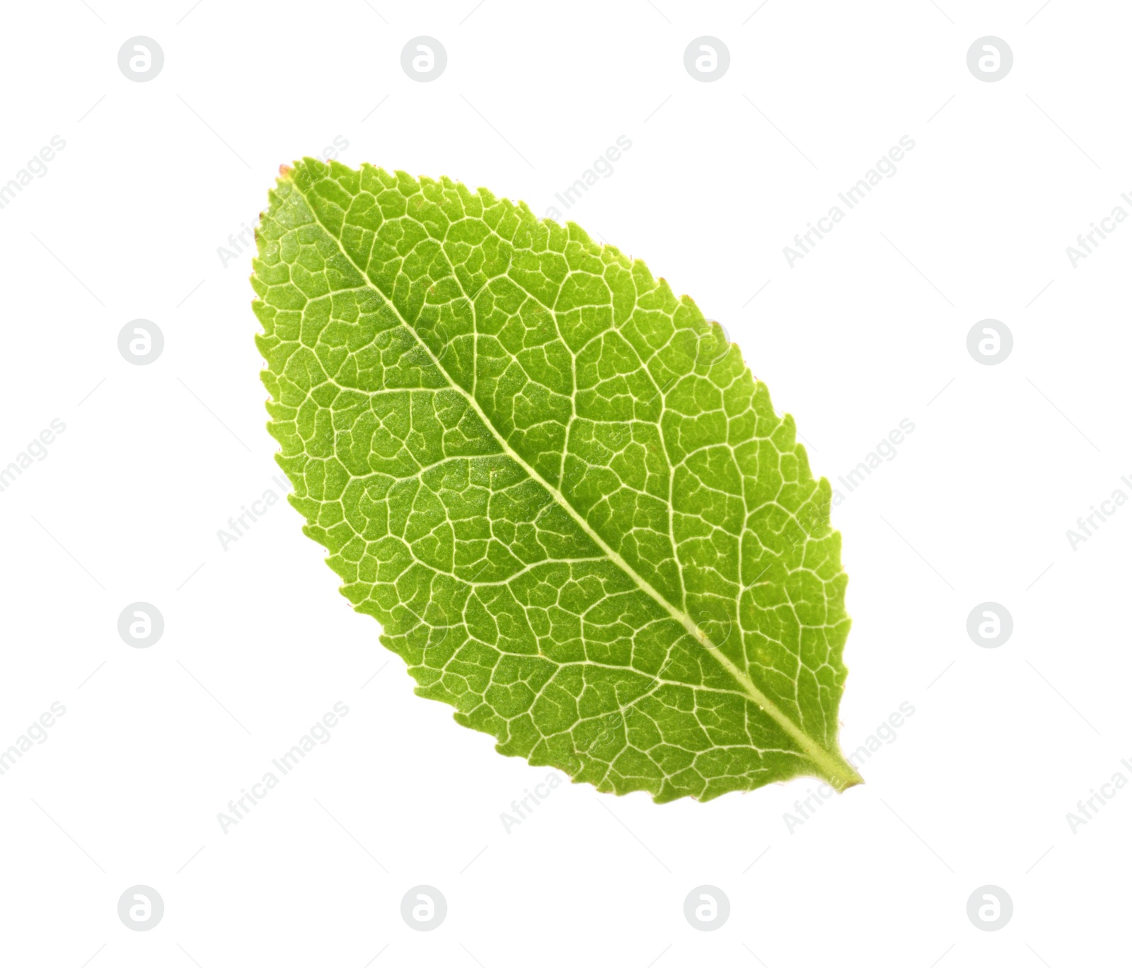 Photo of One green bilberry leaf isolated on white, top view