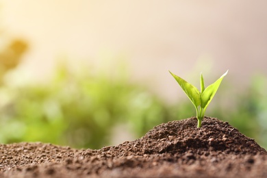 Young plant in fertile soil on blurred background, space for text. Gardening time