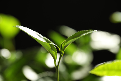 Closeup view of green tea plant against dark background