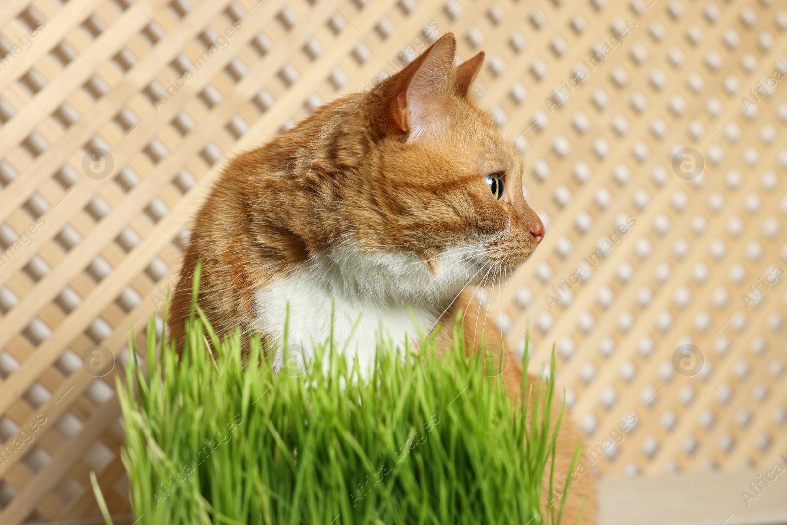 Photo of Cute ginger cat near potted green grass indoors