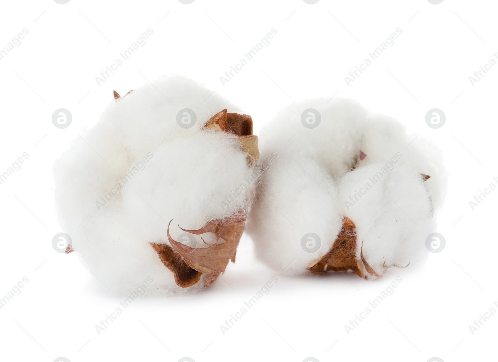 Photo of Beautiful fluffy cotton flowers on white background