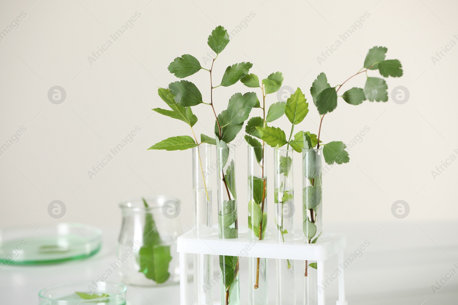 Photo of Laboratory glassware with plants on white table