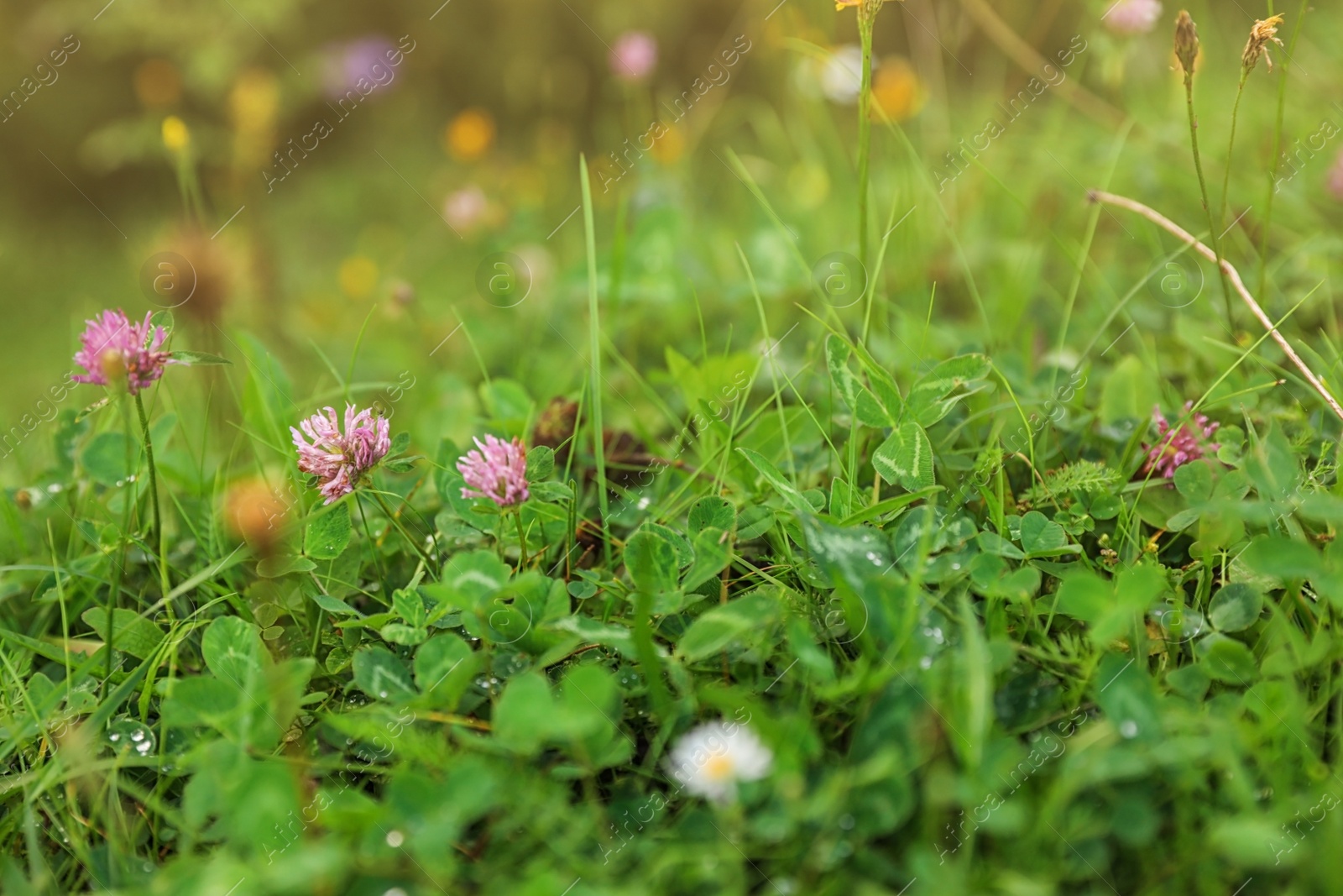 Photo of Meadow with green grass and blooming clover, closeup