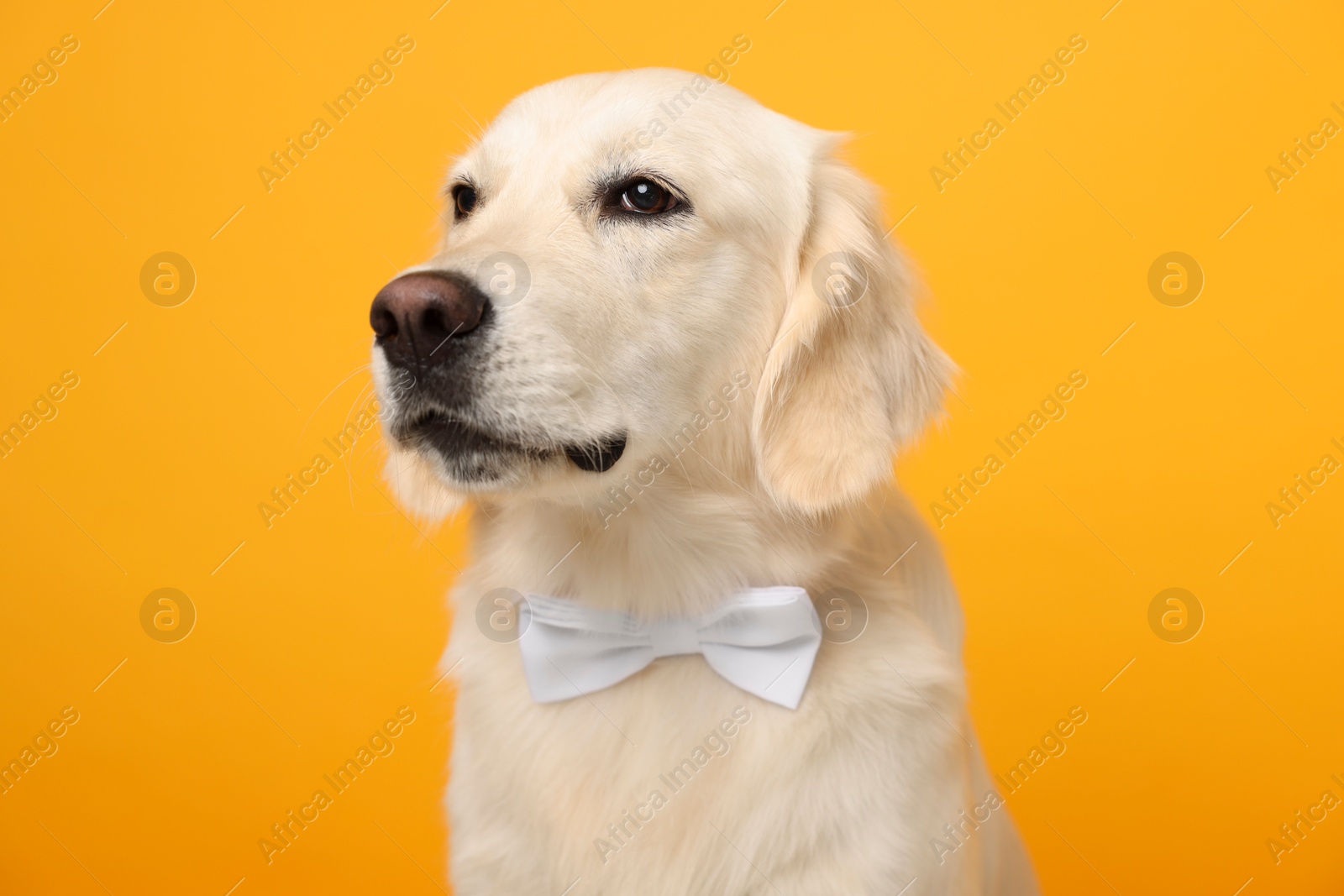 Photo of Cute Labrador Retriever dog with bow tie on yellow background