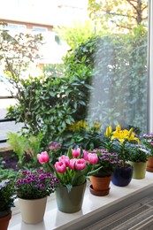 Many beautiful blooming potted plants on windowsill indoors