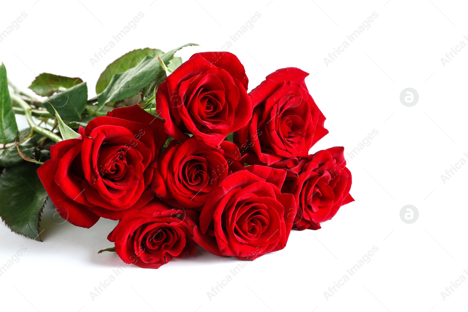 Photo of Beautiful red rose flowers on white background