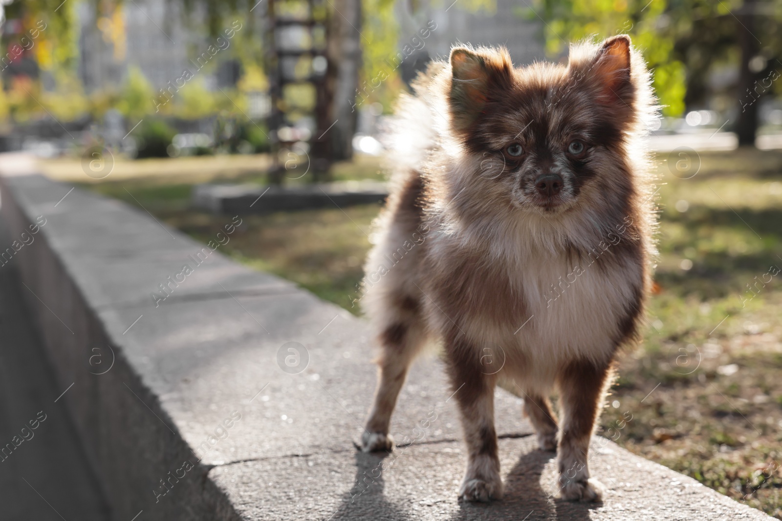 Photo of Cute Pomeranian spitz dog in park. Autumn walk