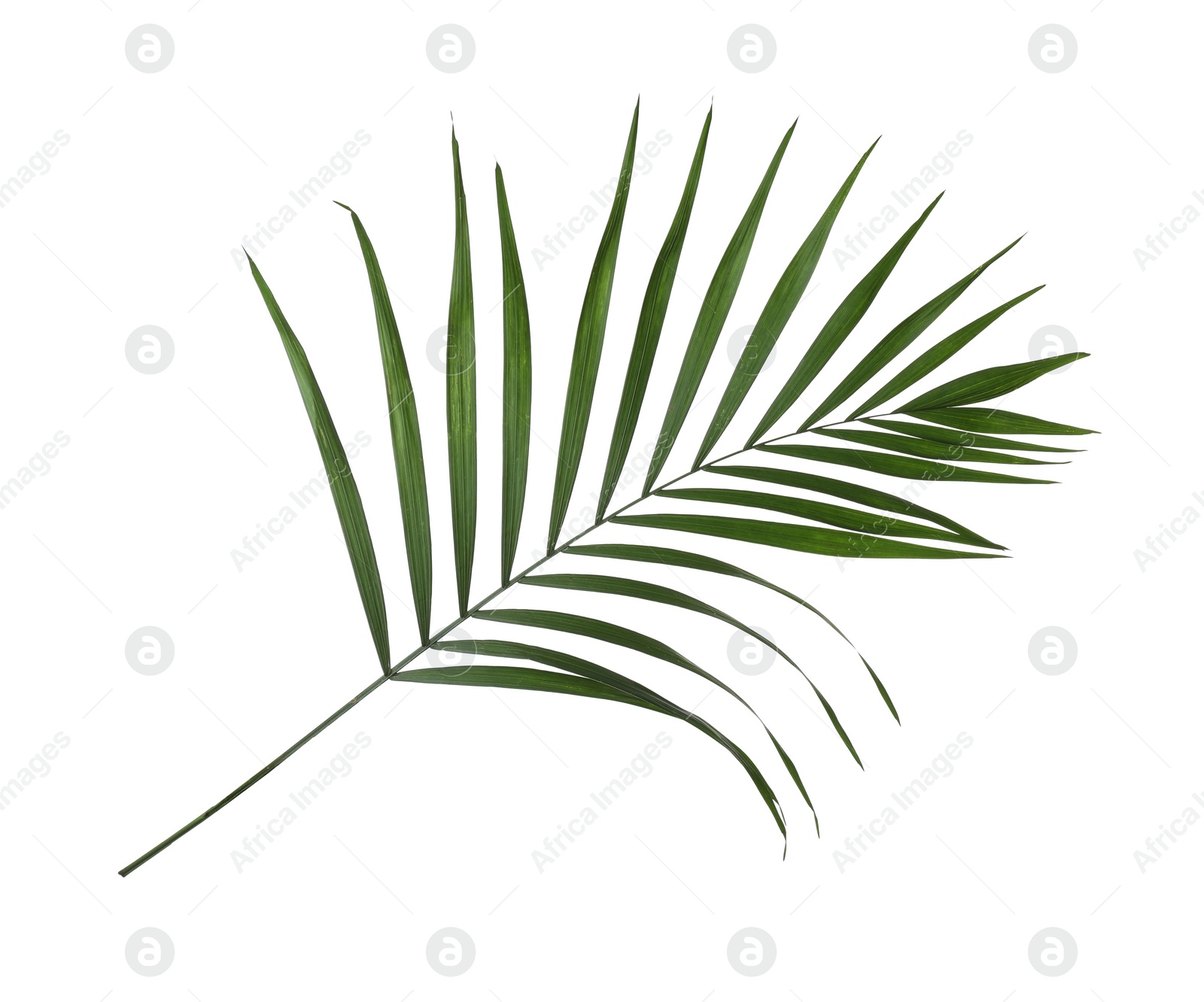 Photo of Leaf of tropical palm tree isolated on white