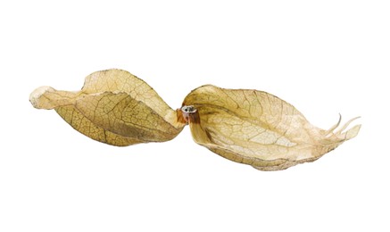 Dry calyx of physalis plant isolated on white