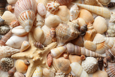 Photo of Different seashells and starfish as background, closeup