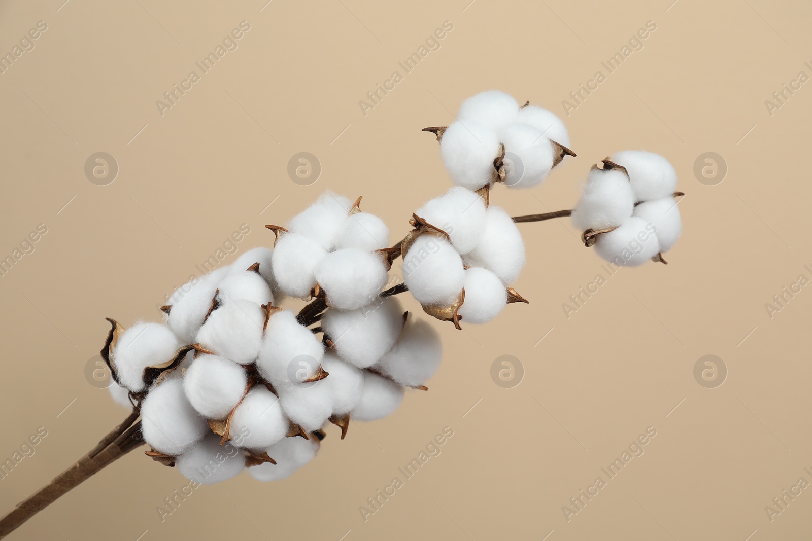 Photo of Beautiful cotton branch with fluffy flowers on beige background