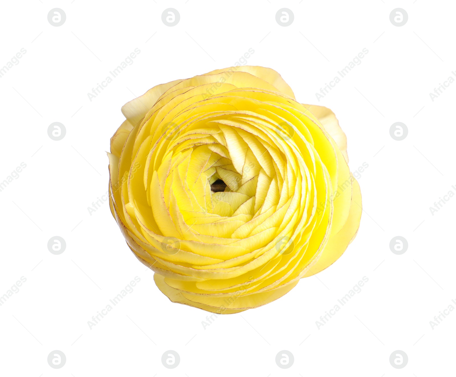 Photo of Beautiful fresh ranunculus flower isolated on white