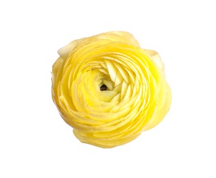 Photo of Beautiful fresh ranunculus flower isolated on white