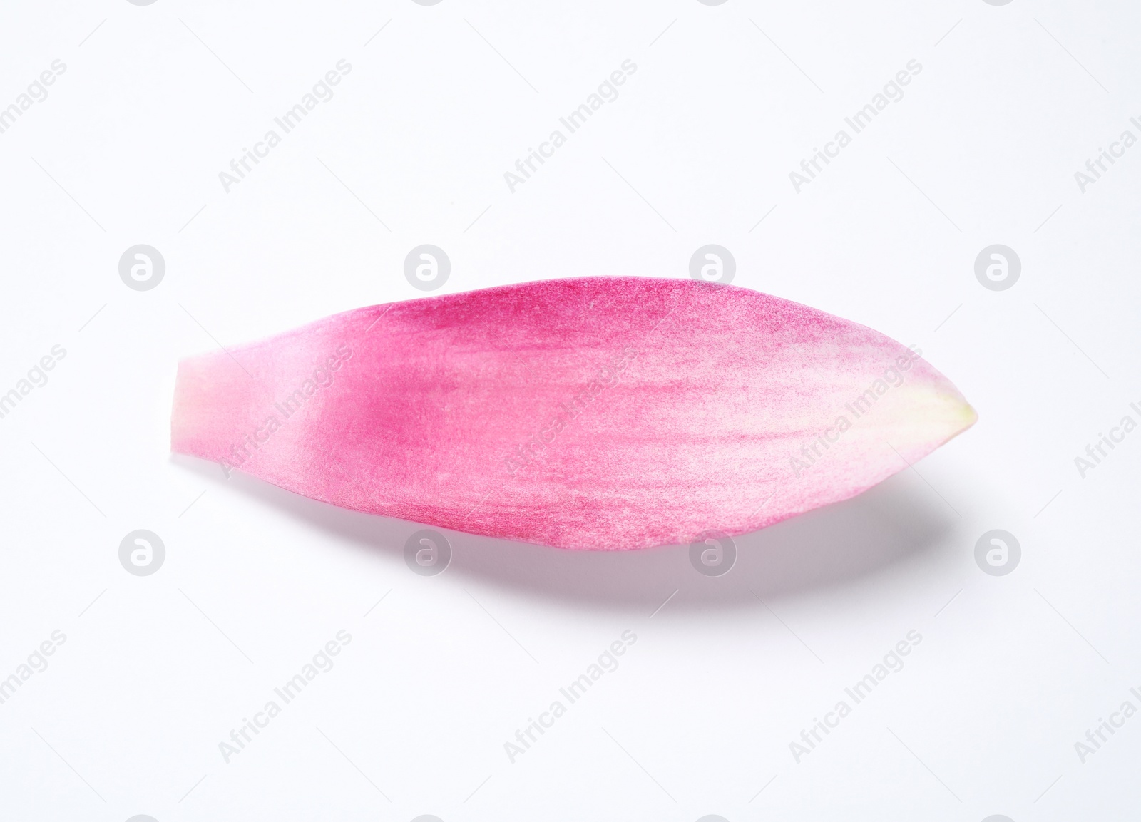 Photo of Beautiful pink lotus flower petal isolated on white