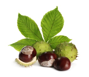 Photo of Horse chestnuts and tree leaf on white background