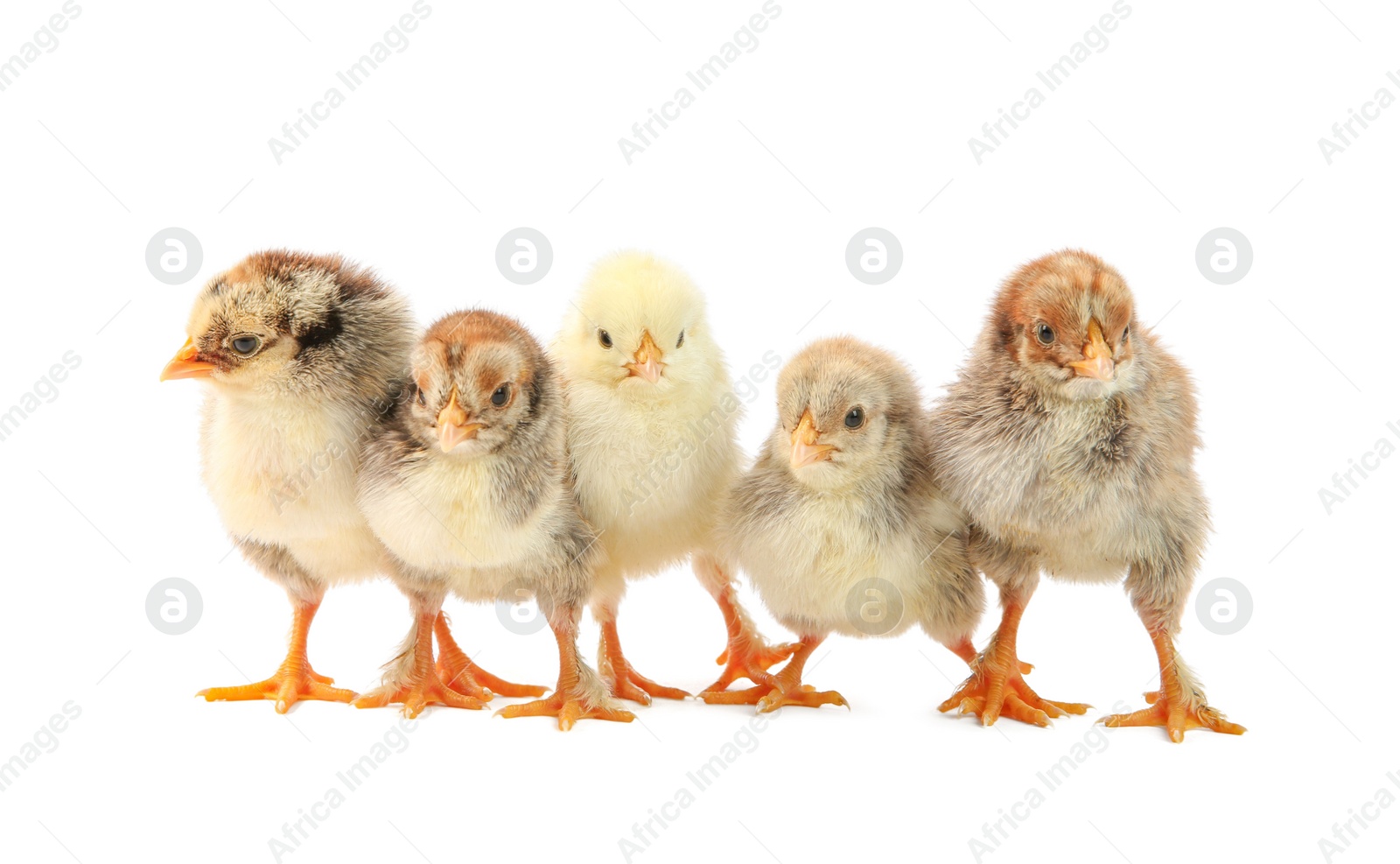 Photo of Many cute chicks isolated on white. Baby animals