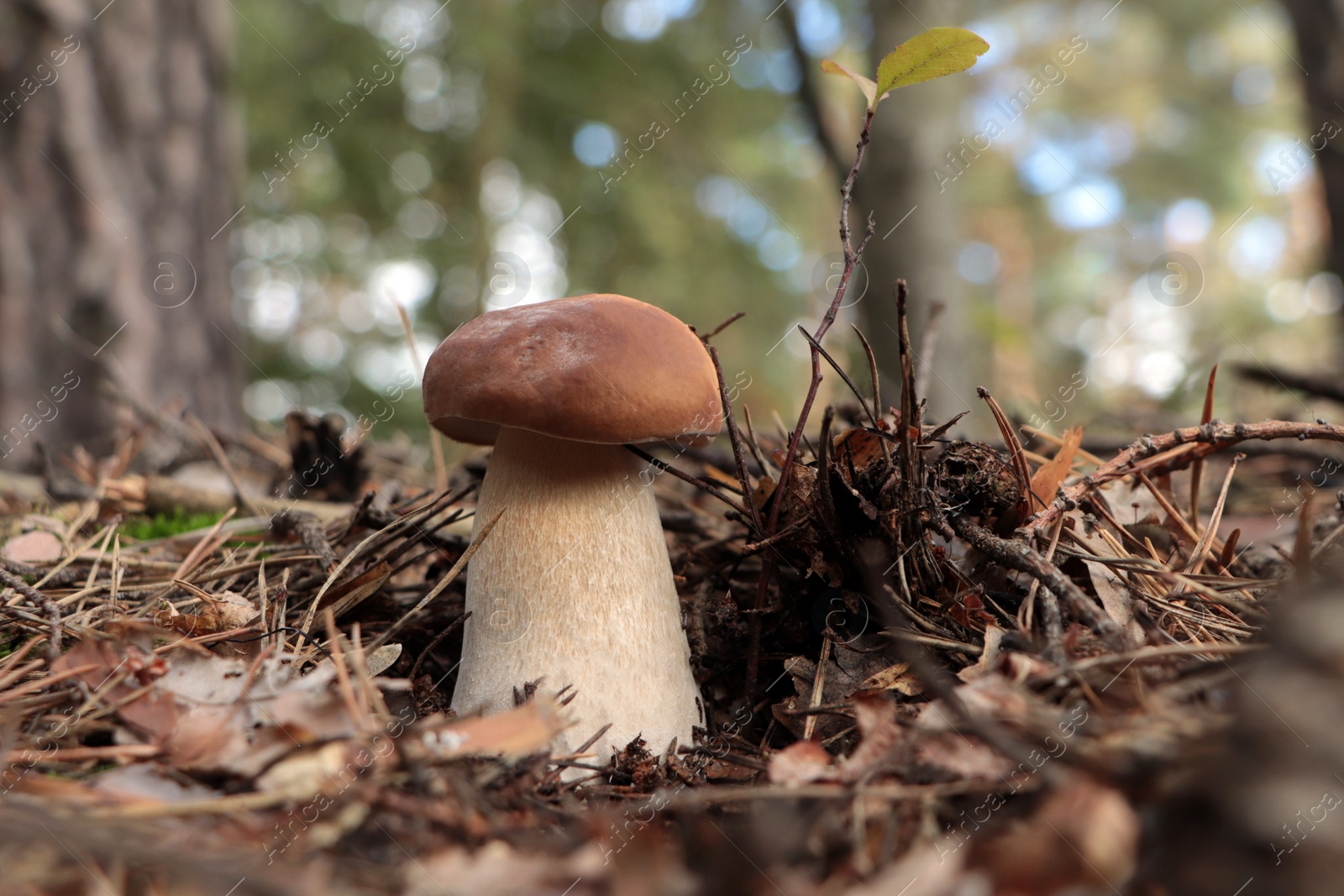 Photo of Beautiful porcini mushroom growing in forest on autumn day