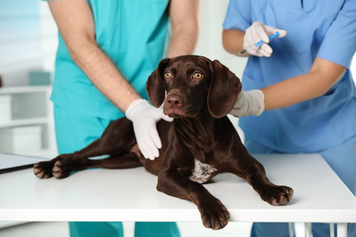 Photo of Professional veterinarians vaccinating dog in clinic, closeup