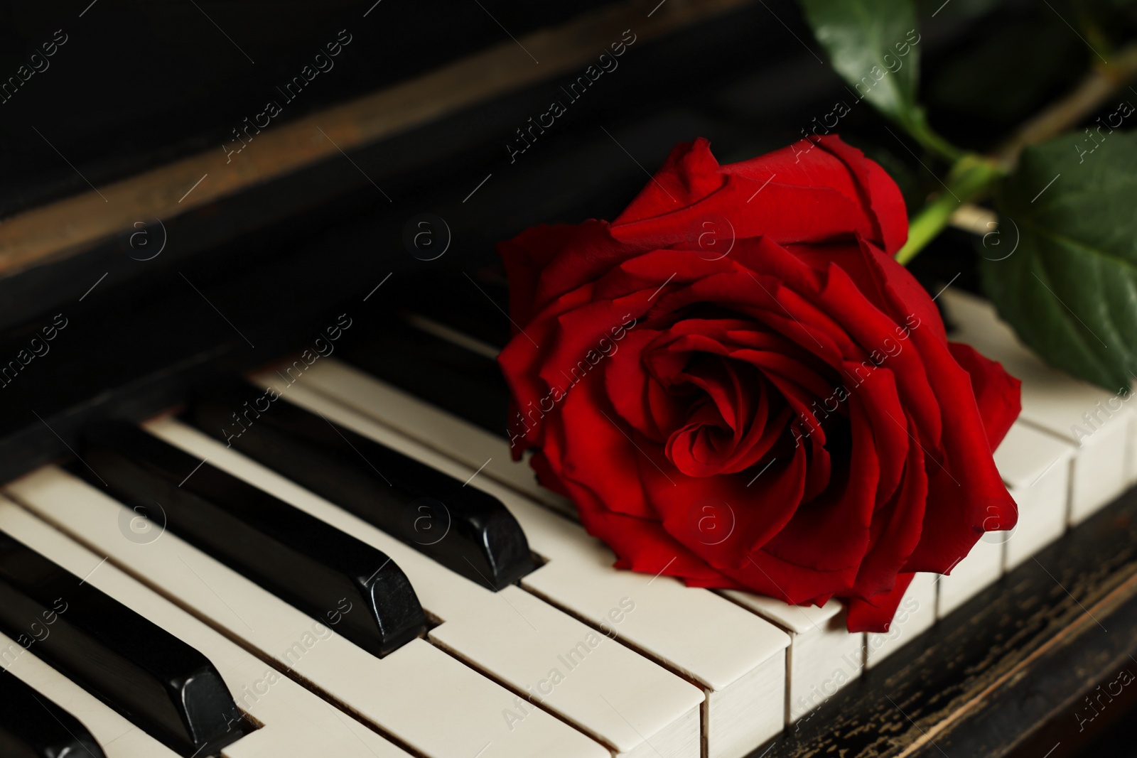 Photo of Beautiful red rose on piano keys, closeup