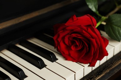 Beautiful red rose on piano keys, closeup