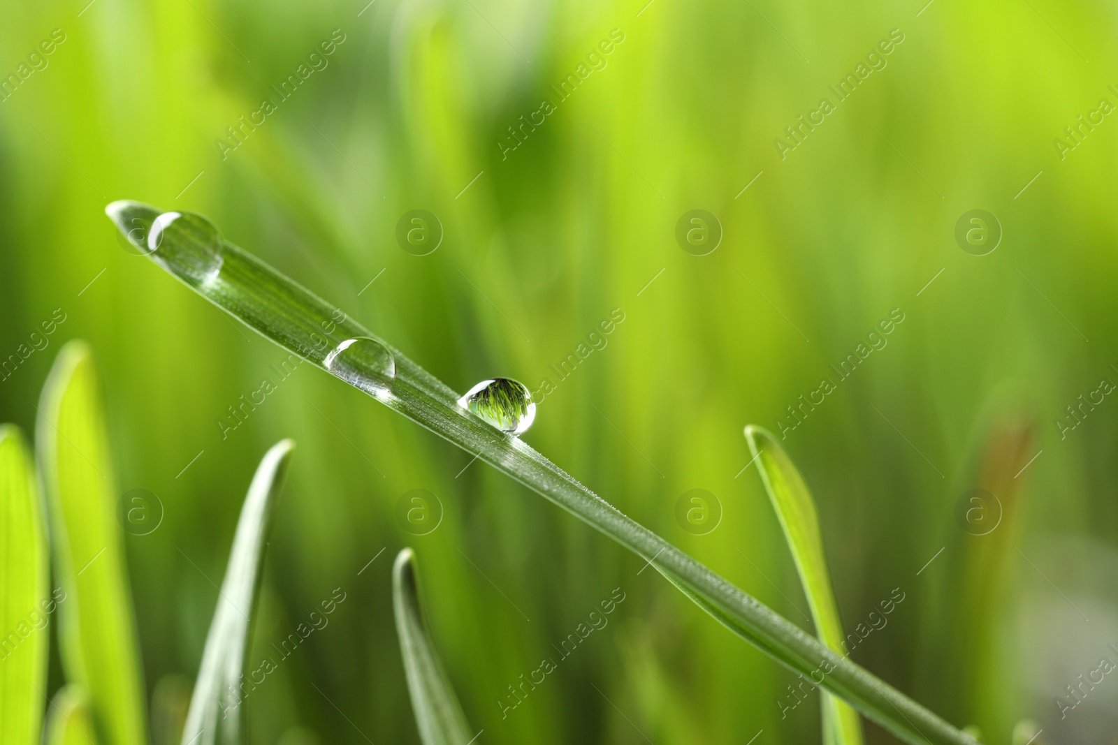 Photo of Water drops on grass blade against blurred background, closeup