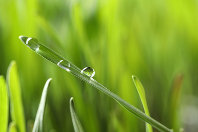 Water drops on grass blade against blurred background, closeup