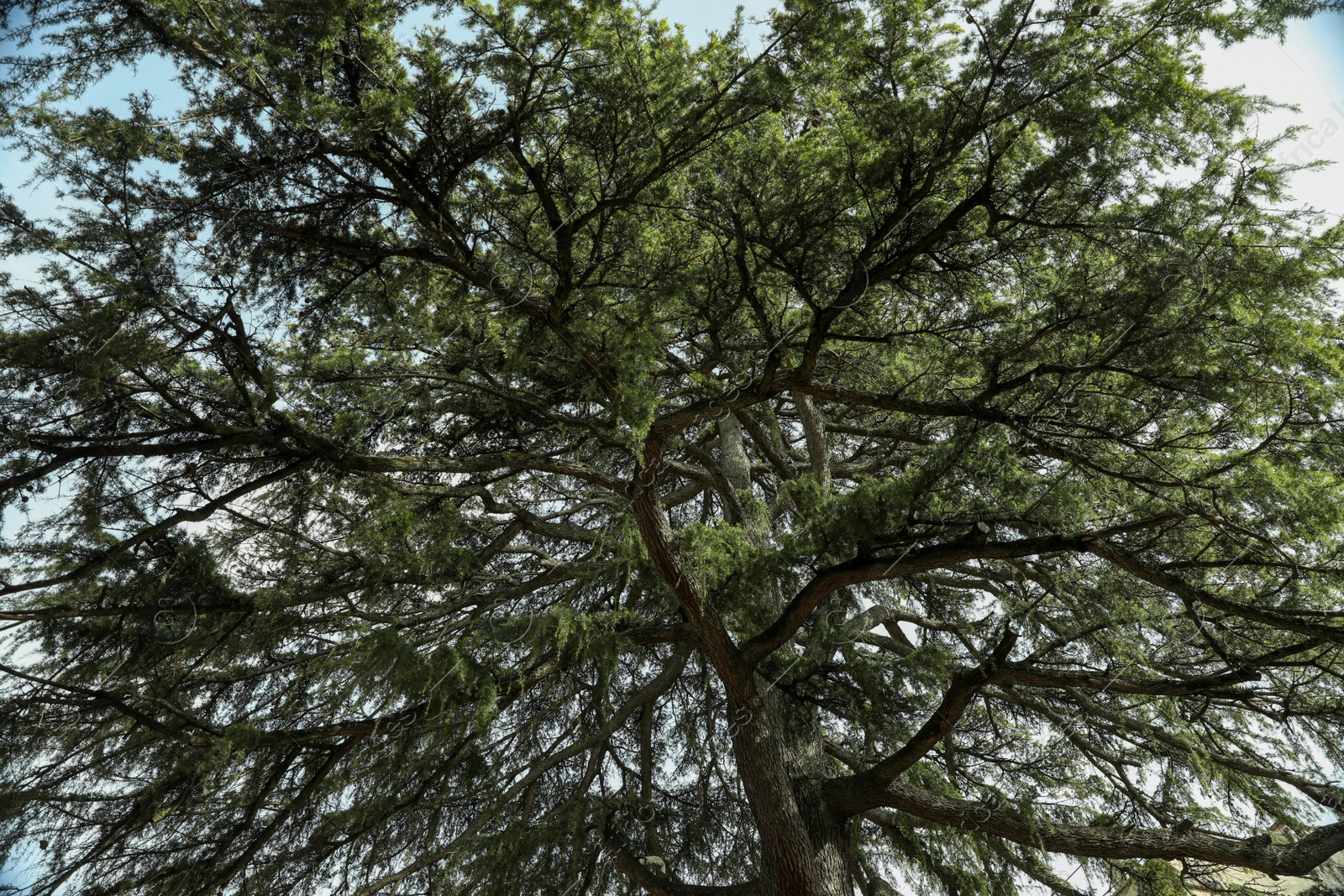 Photo of Beautiful conifer tree against sky, low angle view