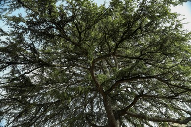 Photo of Beautiful conifer tree against sky, low angle view