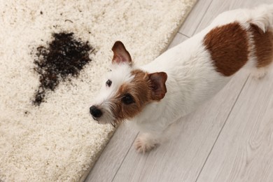 Photo of Cute dog near mud stain on rug indoors, above view