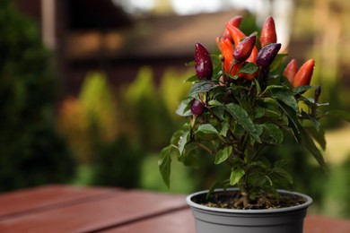Photo of Capsicum Annuum plant. Potted rainbow multicolor chili peppers on wooden table outdoors against blurred background. Space for text