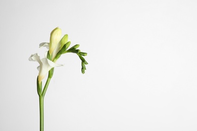 Photo of Beautiful tender freesia flowers on white background