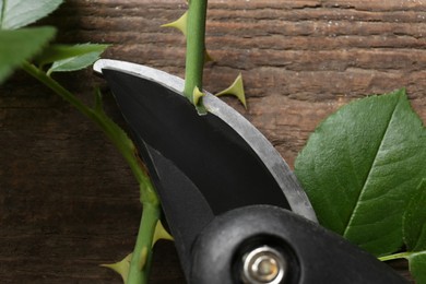 Cutting rose stem with secateur on wooden table, top view