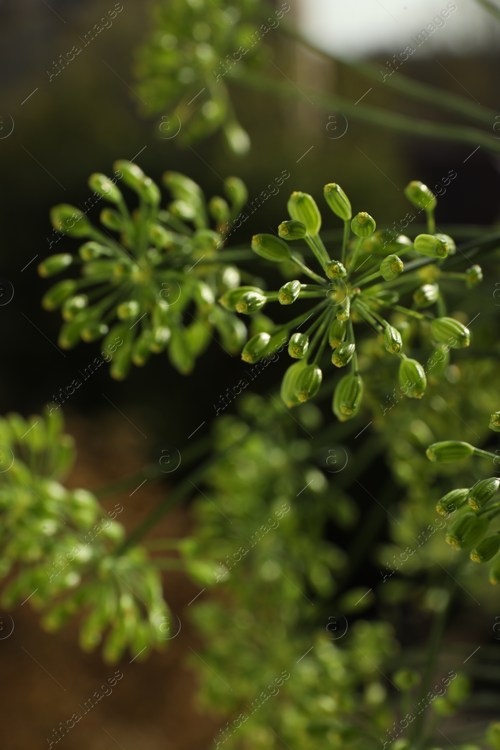 Photo of Fresh green dill flowers on blurred background, closeup