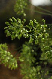 Fresh green dill flowers on blurred background, closeup