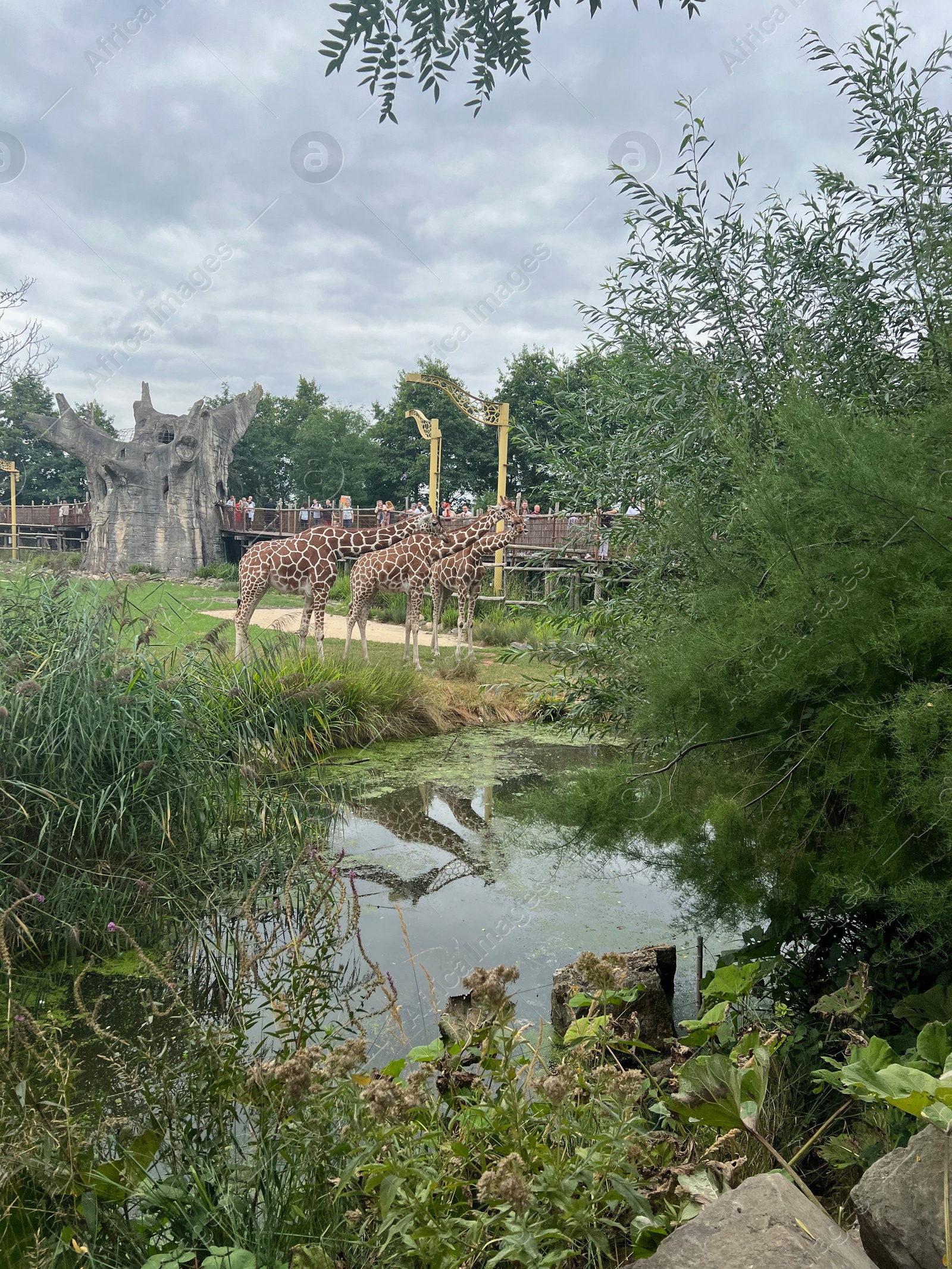 Photo of Rotterdam, Netherlands - August 27, 2022: Group of beautiful giraffes in zoo enclosure