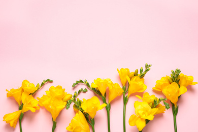 Photo of Beautiful blooming yellow freesias on pink background, flat lay. Space for text