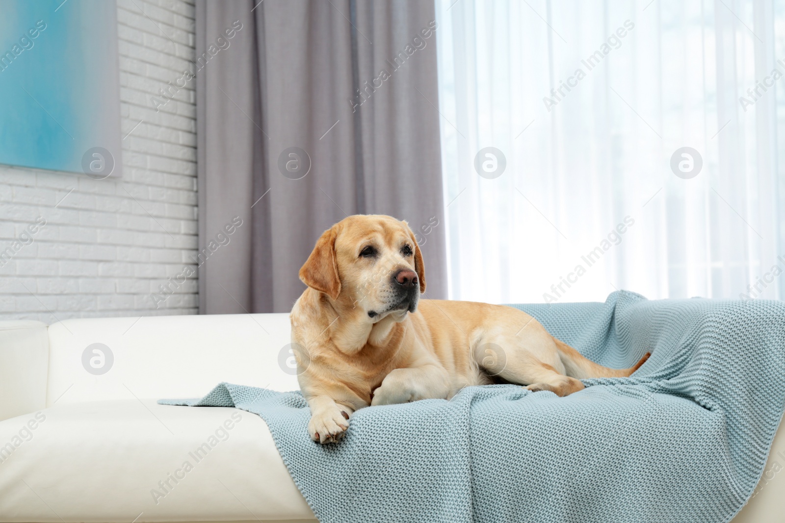 Photo of Adorable Labrador Retriever on sofa indoors. Lovely dog