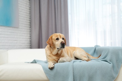 Adorable Labrador Retriever on sofa indoors. Lovely dog