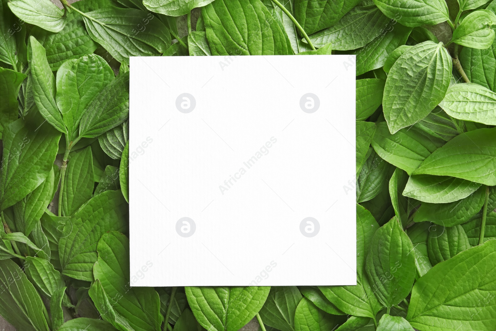 Photo of Blank card with space for text on green leaves