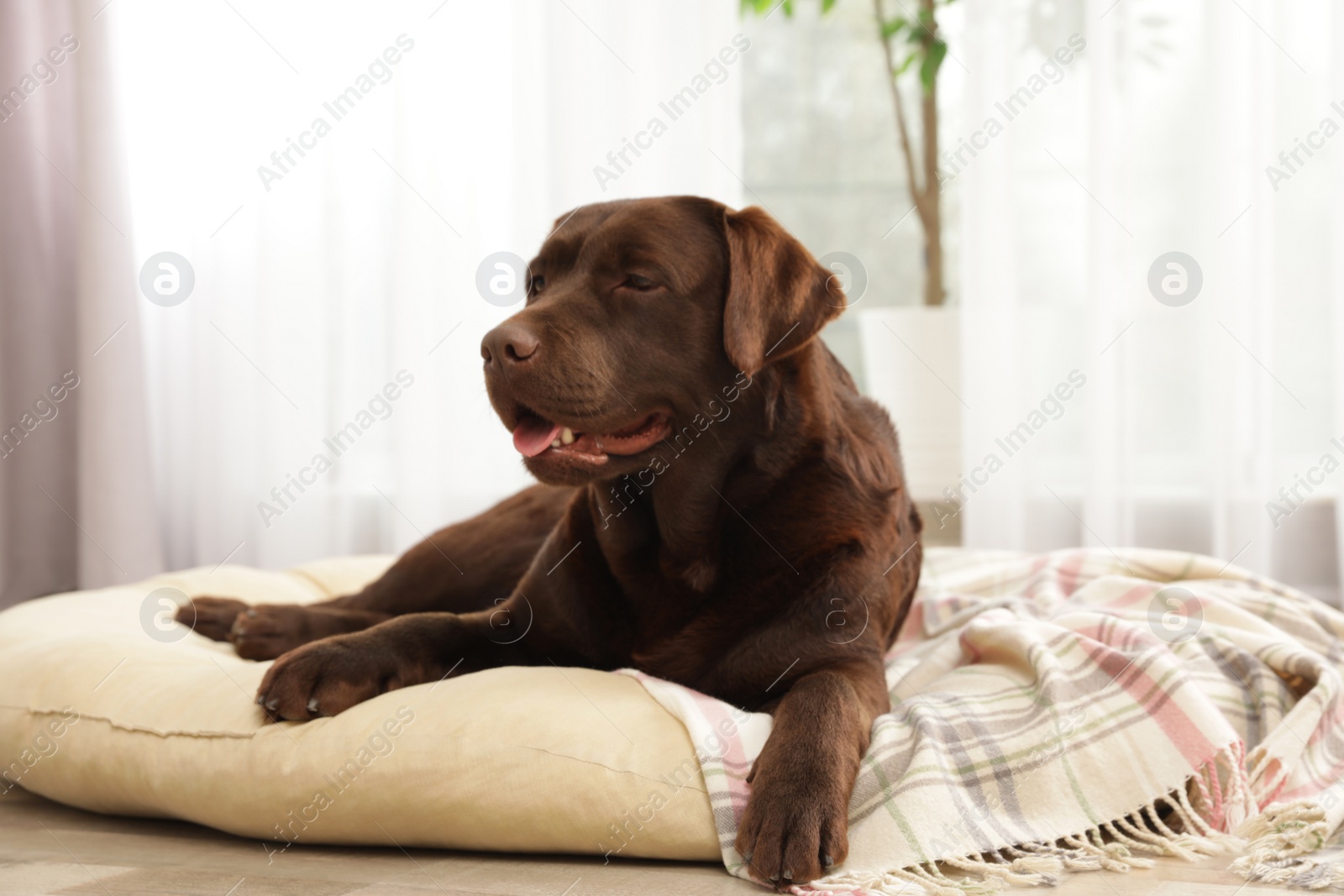 Photo of Chocolate labrador retriever on pet pillow indoors