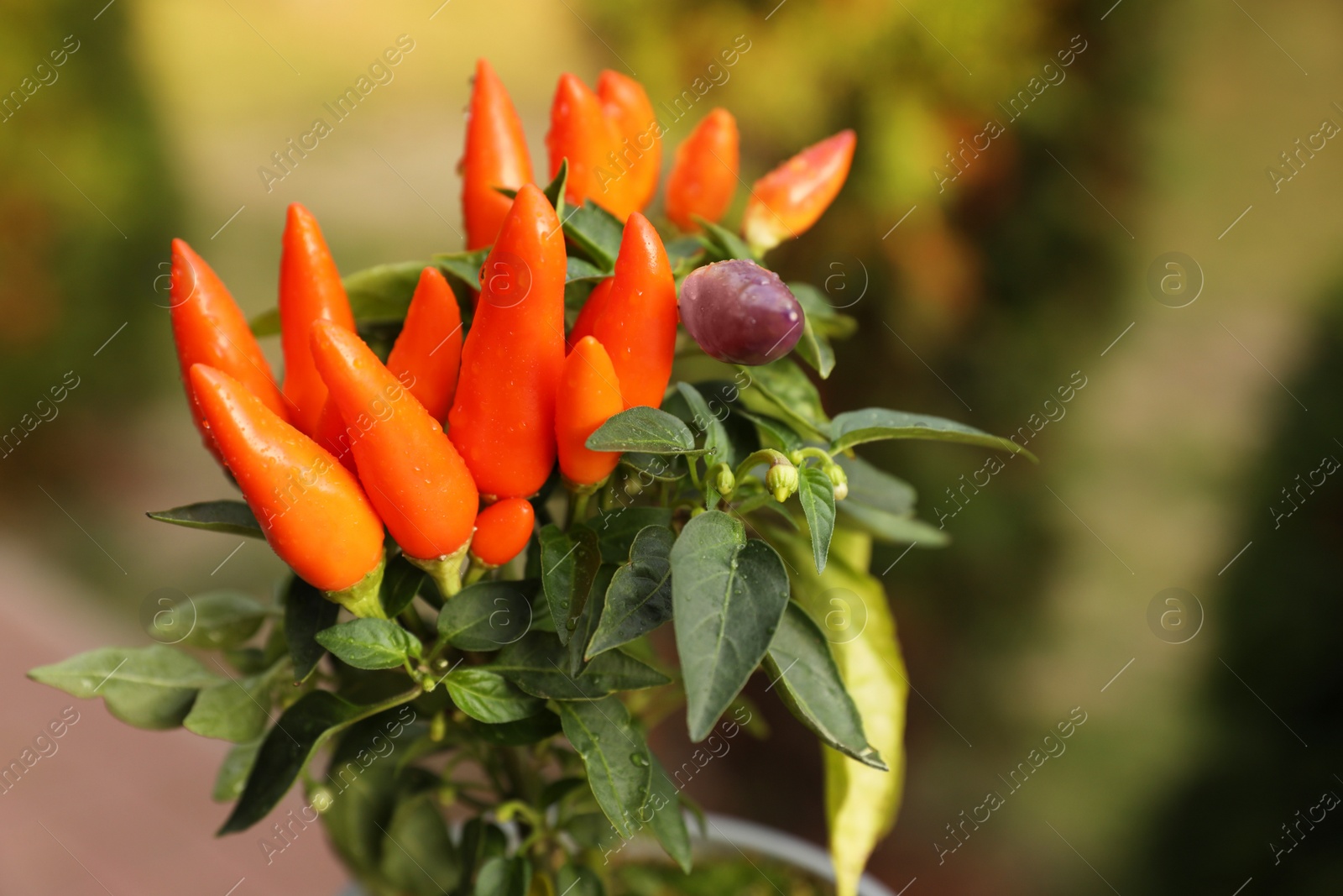 Photo of Capsicum Annuum plant. Potted rainbow multicolor chili peppers outdoors against blurred background, closeup