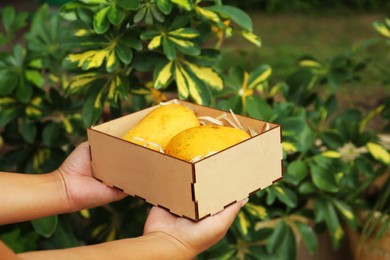 Photo of Woman holding wooden box with delicious ripe mangoes, closeup
