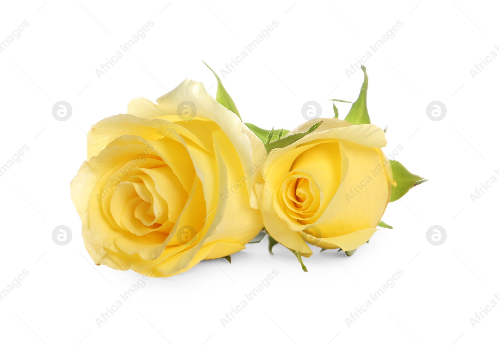 Photo of Beautiful fresh yellow roses isolated on white