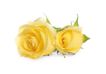 Beautiful fresh yellow roses isolated on white