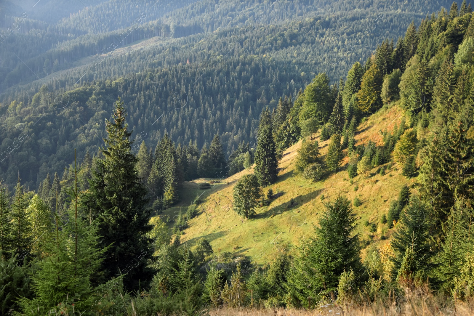 Photo of Beautiful view of mountain landscape with forest on sunny day