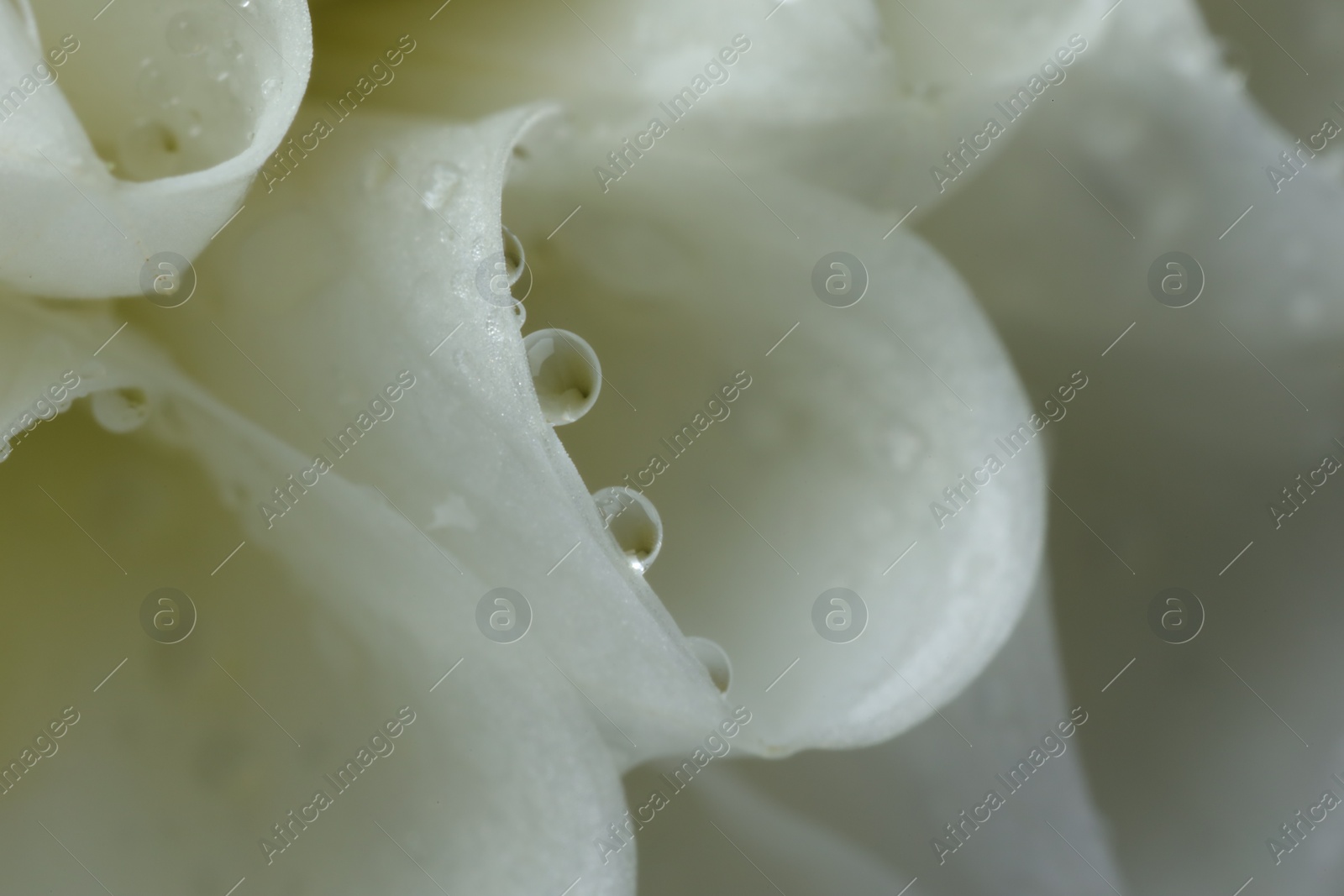 Photo of Beautiful flower with water drops as background, macro