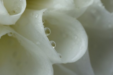 Photo of Beautiful flower with water drops as background, macro